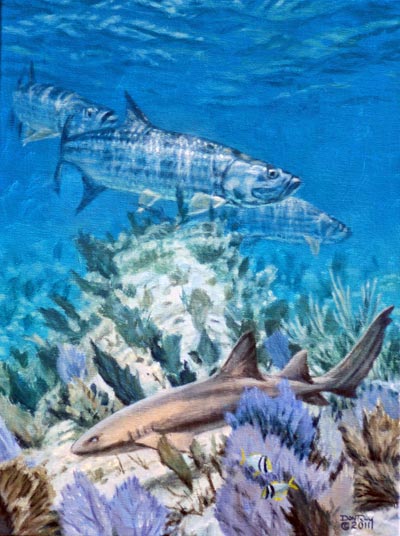 don-ray-tarpon-reef